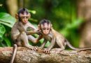 How will cloning monkeys help science?